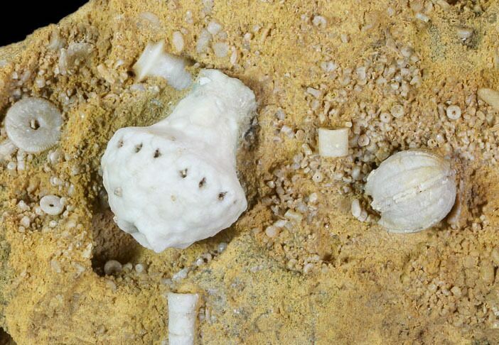 Fossil Crinoid and Blastoid Plate - Missouri #103503